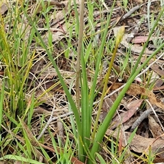 Bulbine bulbosa at Kingsdale, NSW - 9 Oct 2025 03:25 PM