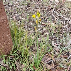 Bulbine bulbosa at Kingsdale, NSW - 9 Oct 2025 03:25 PM