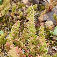 Crassula sieberiana at Kingsdale, NSW - 9 Oct 2025 by trevorpreston