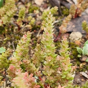 Crassula sieberiana at Kingsdale, NSW - Today by trevorpreston