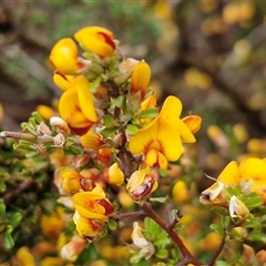 Pultenaea microphylla at Kingsdale, NSW - 9 Oct 2025 by trevorpreston