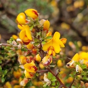 Pultenaea microphylla at Kingsdale, NSW - Today by trevorpreston