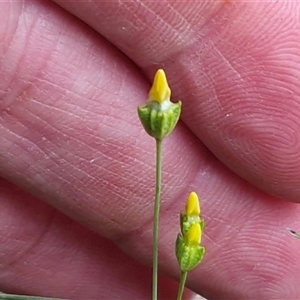 Cicendia quadrangularis at Kingsdale, NSW - Today by trevorpreston