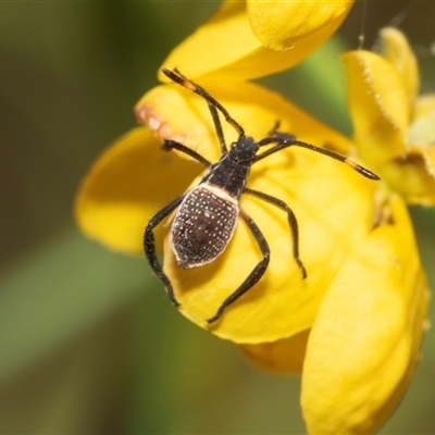 Mictis profana (Crusader Bug) at Marree, SA - 27 Sep 2025 by AlisonMilton