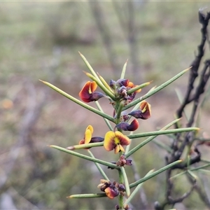 Daviesia genistifolia at Kingsdale, NSW - Today by trevorpreston