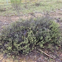 Daviesia genistifolia at Kingsdale, NSW - 9 Oct 2025 03:11 PM