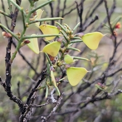 Daviesia genistifolia at Kingsdale, NSW - 9 Oct 2025 03:11 PM