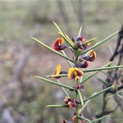 Daviesia genistifolia at Kingsdale, NSW - 9 Oct 2025 03:11 PM