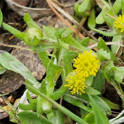 Triptilodiscus pygmaeus (Annual Daisy) at Kingsdale, NSW - 9 Oct 2025 by trevorpreston