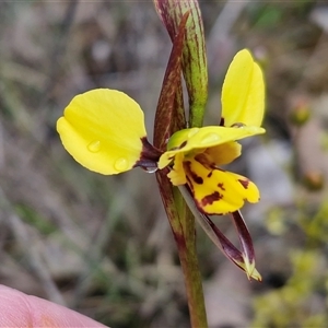 Diuris chryseopsis at Kingsdale, NSW - Today by trevorpreston