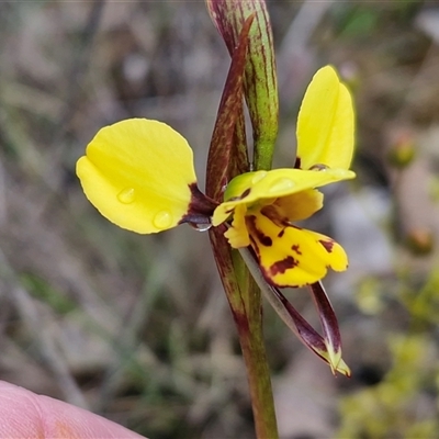 Diuris sulphurea (Tiger Orchid) at Kingsdale, NSW - 9 Oct 2025 by trevorpreston