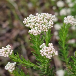 Cassinia (genus) at Kingsdale, NSW - Today by trevorpreston
