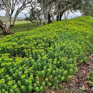 Euphorbia oblongata at Kingsdale, NSW - Today by trevorpreston