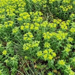 Euphorbia oblongata at Kingsdale, NSW - 9 Oct 2025 02:55 PM