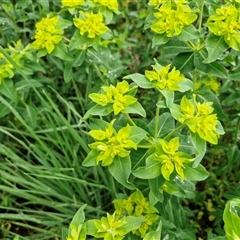 Euphorbia oblongata at Kingsdale, NSW - 9 Oct 2025 02:55 PM