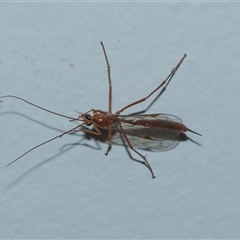 Unverified Parasitic wasp (numerous families) at Higgins, ACT - 4 Oct 2025 by AlisonMilton