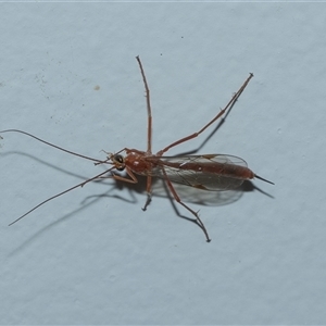 Unverified Parasitic wasp (numerous families) at Higgins, ACT - 4 Oct 2025 by AlisonMilton