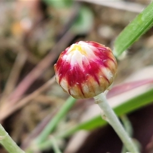 Leucochrysum albicans subsp. tricolor at Kingsdale, NSW - Today by trevorpreston