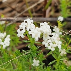 Asperula conferta (Common Woodruff) at Kingsdale, NSW - 9 Oct 2025 by trevorpreston