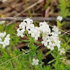 Asperula conferta at Kingsdale, NSW - Today by trevorpreston