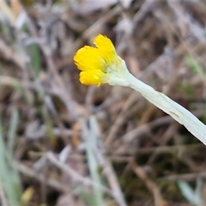 Chrysocephalum apiculatum at Kingsdale, NSW - Today by trevorpreston