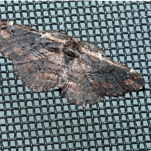 Unverified Geometer moth (Geometridae) at Higgins, ACT - 4 Oct 2025 by AlisonMilton