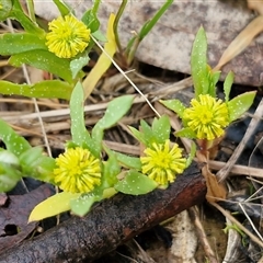 Triptilodiscus pygmaeus (Annual Daisy) at Kingsdale, NSW - Yesterday by trevorpreston