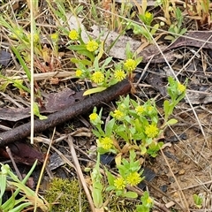 Triptilodiscus pygmaeus at Kingsdale, NSW - 9 Oct 2025 02:47 PM