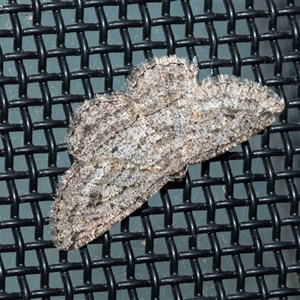 Unverified Geometer moth (Geometridae) at Higgins, ACT - 4 Oct 2025 by AlisonMilton
