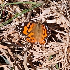 Vanessa kershawi (Australian Painted Lady) at Braidwood, NSW - 9 Oct 2025 by MatthewFrawley
