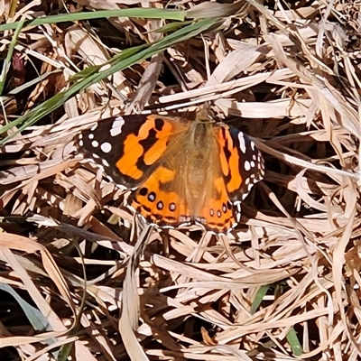 Vanessa kershawi (Australian Painted Lady) at Braidwood, NSW - 9 Oct 2025 by MatthewFrawley