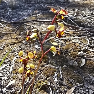 Unverified Orchid at Farrer, ACT - Today by Mike