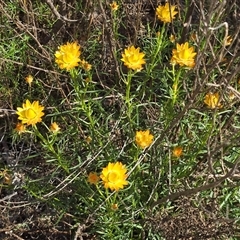 Xerochrysum viscosum (Sticky Everlasting) at Farrer, ACT - Yesterday by Mike