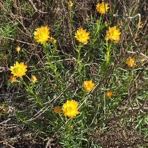 Xerochrysum viscosum at Farrer, ACT - Today by Mike