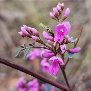 Indigofera australis subsp. australis at Kingsdale, NSW - Today by trevorpreston