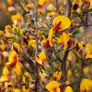 Unverified Pea at Kingsdale, NSW - Today by trevorpreston
