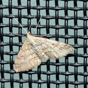 Scopula rubraria at Higgins, ACT - 4 Oct 2025 by AlisonMilton