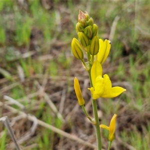 Bulbine bulbosa at Kingsdale, NSW - Today by trevorpreston