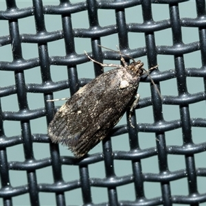 Unverified Geometer moth (Geometridae) at Higgins, ACT - 4 Oct 2025 by AlisonMilton