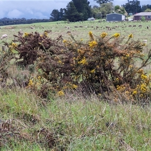 Ulex europaeus at Yarra, NSW - Today by trevorpreston