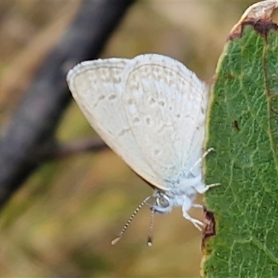 Zizina otis (Common Grass-Blue) at Yarra, NSW - 9 Oct 2025 by trevorpreston
