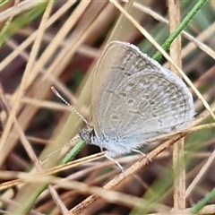 Zizina otis at Yarra, NSW - 9 Oct 2025 02:18 PM