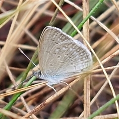 Zizina otis at Yarra, NSW - 9 Oct 2025 02:18 PM