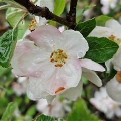 Malus pumila at Yarra, NSW - 9 Oct 2025 by trevorpreston