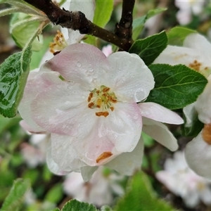 Malus pumila at Yarra, NSW - Today by trevorpreston