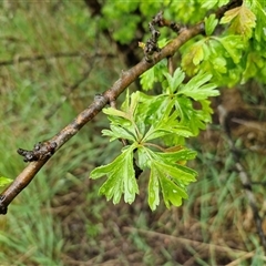 Crataegus monogyna at Yarra, NSW - 9 Oct 2025 by trevorpreston