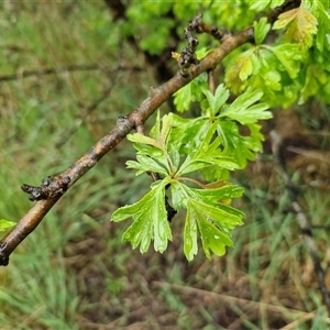 Crataegus monogyna at Yarra, NSW - Today by trevorpreston