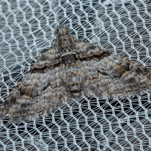 Unverified Pyralid or Snout Moth (Pyralidae & Crambidae) at Higgins, ACT - Today by AlisonMilton
