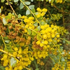 Acacia buxifolia subsp. buxifolia at Yarra, NSW - 9 Oct 2025 by trevorpreston