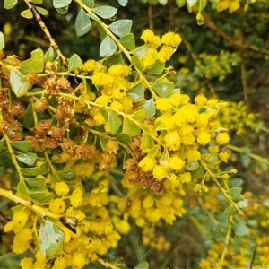 Acacia buxifolia subsp. buxifolia at Yarra, NSW - Today by trevorpreston